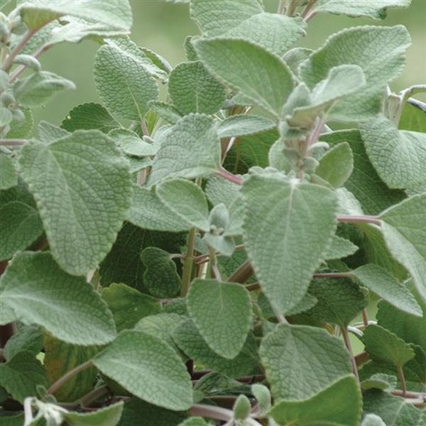 Plectranthus argentatus 'Silver Shield' (Silver Shield Plectranthus)