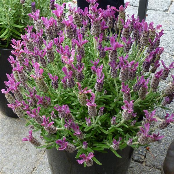Lavandula stoechas (Lavender - Bella™ Rose)