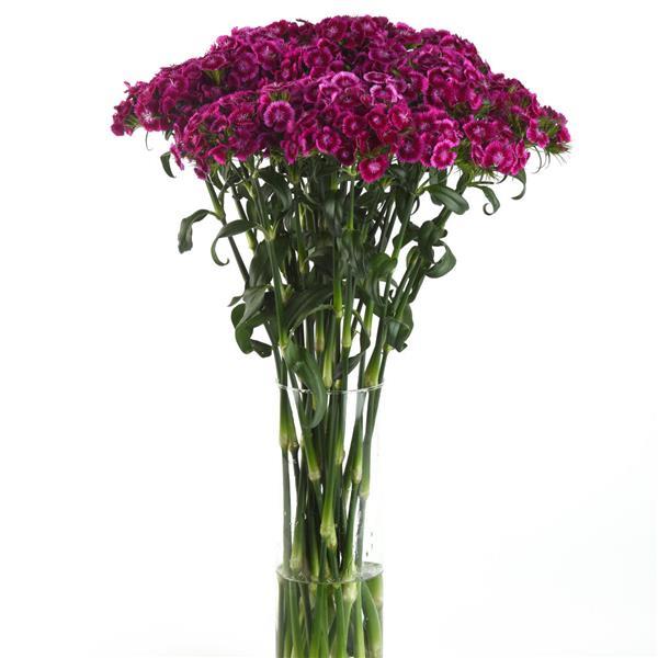 Dianthus barbatus ‘Viva Magenta’ (Sweet William)