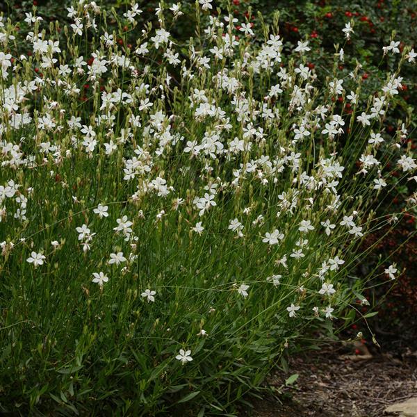 Gaura lindheimeri ‘Belleza White’ – Gaura / Wand Flower