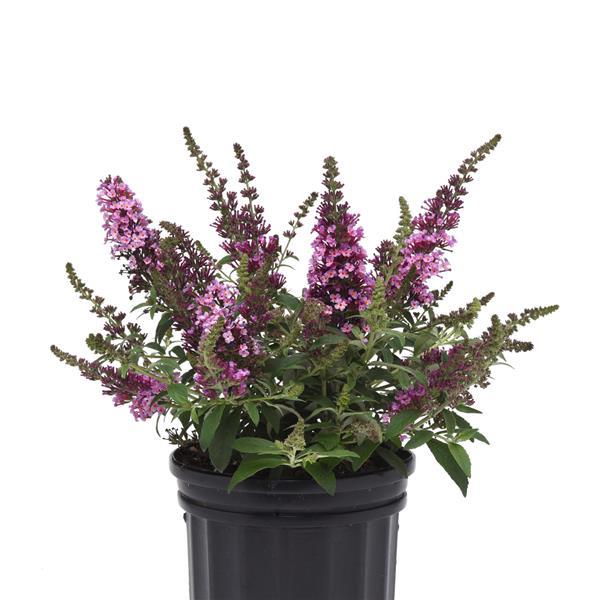 Buddleja ‘Chrysalis Pink’ (Pink Butterfly Bush)