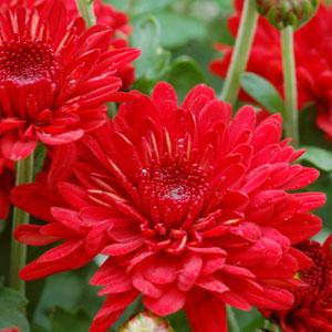 Chrysanthemum × morifolium Monza Red (Monza Red Chrysanthemum)