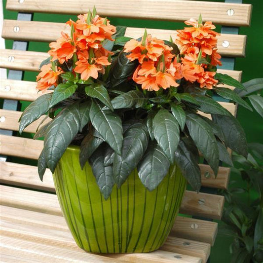 Crossandra infundibuliformis ‘Tropic Flame’ (Firecracker Flower)