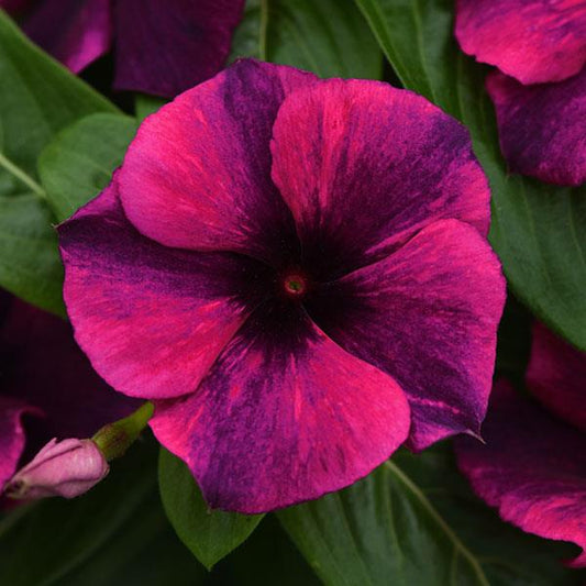 Catharanthus roseus ‘Tattoo™ Black Cherry’ (Upright Vinca)