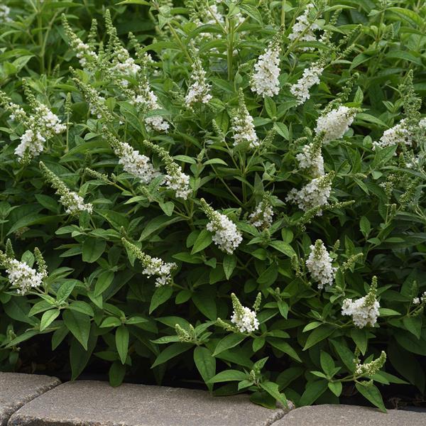 Buddleja ‘Chrysalis White’ (Chrysalis™ White Butterfly Bush)