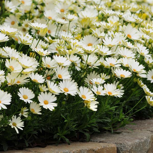 Osteospermum ecklonis ‘White Lightning’ (Spring Daisy)