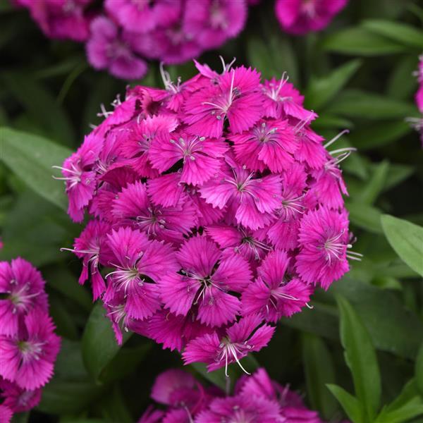 Dianthus barbatus ‘Dart Mix’ – Single Dianthus