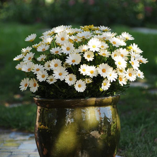Osteospermum ecklonis ‘White Lightning’ (Spring Daisy)