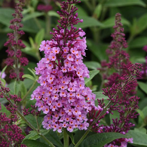 Buddleja ‘Chrysalis Pink’ (Pink Butterfly Bush)