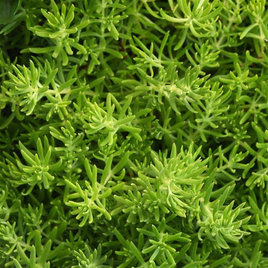 Sedum ‘Gold Mound’ (Stone Crop)