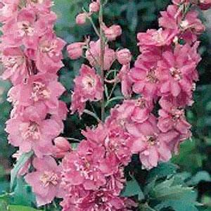 Delphinium ‘Astolat’ (Candle Larkspur)
