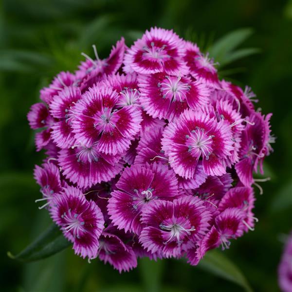 Dianthus barbatus ‘Viva Magenta’ (Sweet William)