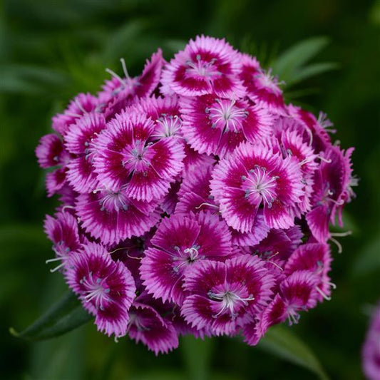 Dianthus barbatus ‘Viva Magenta’ (Sweet William)