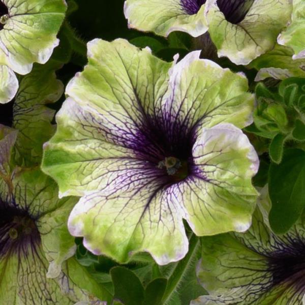 Petunia ‘Amazonas Plum Cockatoo’ (Plum Cockatoo Petunia)