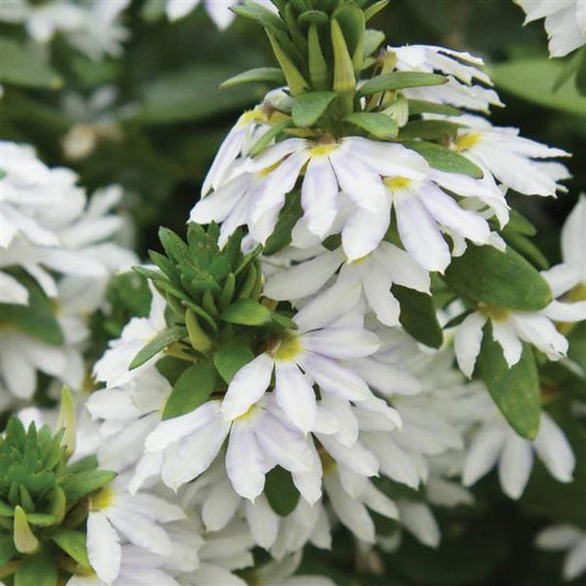 Scaevola aemula ‘Fairy White’