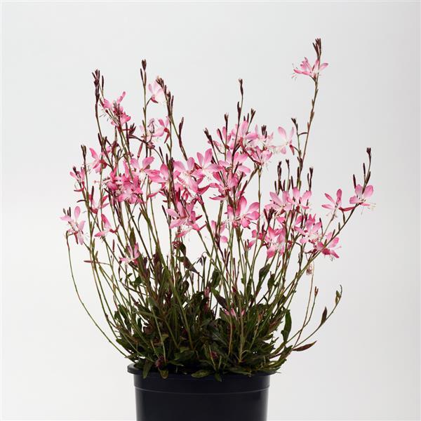 Gaura lindheimeri ‘Little Janie’ – Little Janie Wand Flower