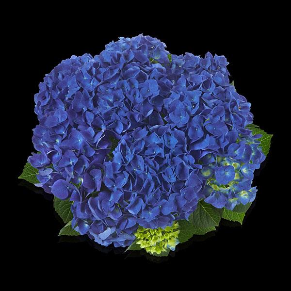 Hydrangea macrophylla ‘Tea Time™ Jip’ – Blue Potted Hydrangea