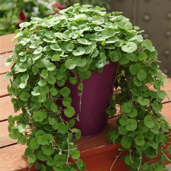 Dichondra repens ‘Emerald Falls’ (Kidney Weed / Emerald Falls Dichondra)