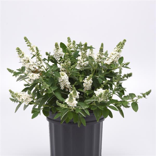 Buddleja ‘Chrysalis White’ (Chrysalis™ White Butterfly Bush)