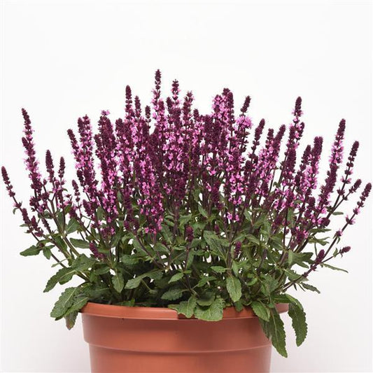 Salvia nemorosa ‘New Dimension Rose’ (Rose Meadow Sage)