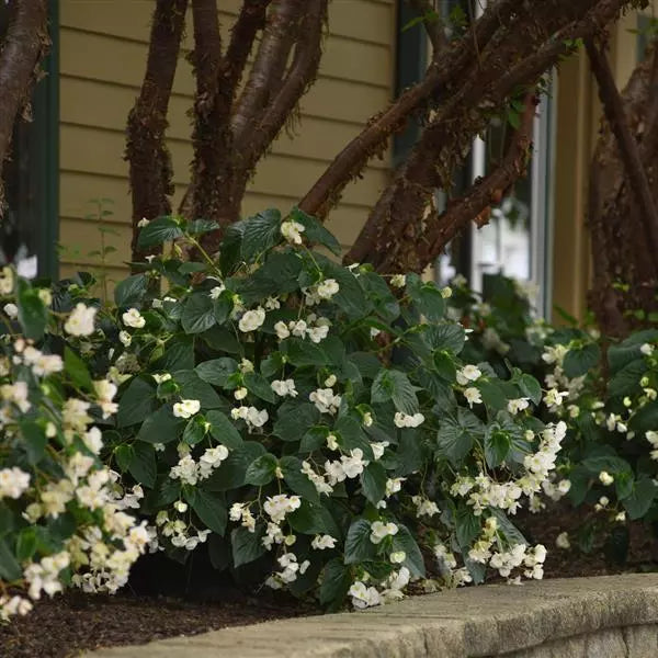 Begonia Angel Wings (White Flowering Begonia)