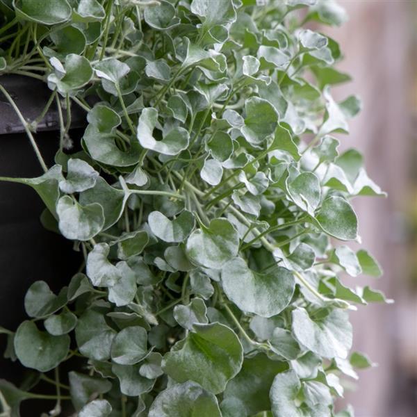 Dichondra argentea ‘Silver Surfer’ – Silver Kidney Weed