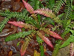 Doodia caudata (Small Rasp Fern)