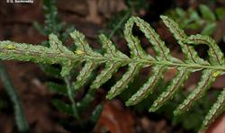 Doodia caudata (Small Rasp Fern)