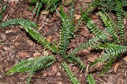 Doodia caudata (Small Rasp Fern)