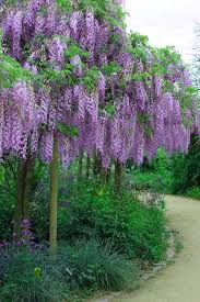 Wisteria Floribunda ‘Royal Purple’ (Purple Japanese Wisteria)