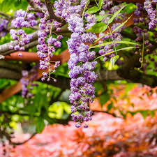 Wisteria Floribunda ‘Violacea Plena’ (Japanese Wisteria)