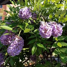 Wisteria Macrostachya ‘Bayou 2 O’Clock’ (Kentucky Wisteria)