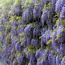 Wisteria Sinensis (Chinese Wisteria)