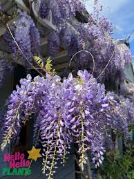 Wisteria Sinensis (Chinese Wisteria)