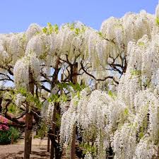 Wisteria Sinensis ‘Alba’ (White Chinese Wisteria)