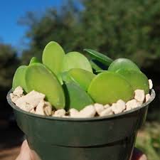 Xerosicyos Danguyi (Silver Dollar Vine)