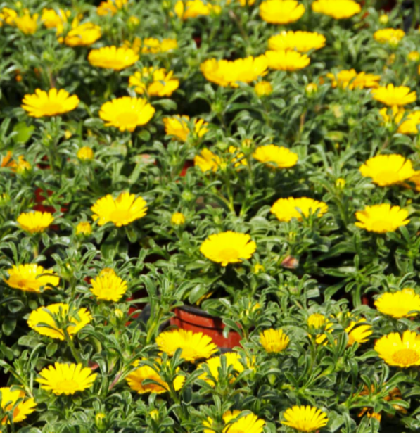 Asteriscus maritimus ‘Teris Yellow’ (Sea Daisy)