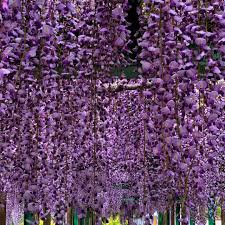 Wisteria Floribunda ‘Royal Purple’ (Purple Japanese Wisteria)
