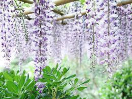 Wisteria Sinensis ‘Jako’ (Chinese Wisteria)