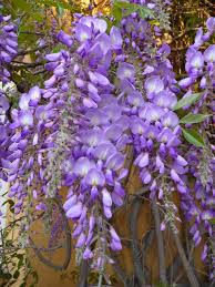 Wisteria Sinensis ‘Jako’ (Chinese Wisteria)
