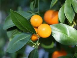 Citrus Japonica (Dwarf Calamondin)