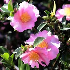 Camellia Sasanqua ‘Edna Butler’ (Sasanqua Camellia)