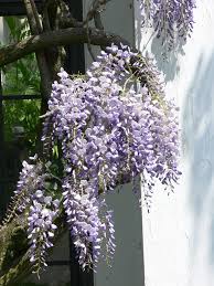 Wisteria Floribunda ‘Purple Patches’ (Japanese Wisteria)