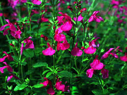 Salvia Microphylla ‘Purple Passion’ (Baby Sage)