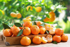 Citrus Reticulata ‘Ellendale’ (Mandarin) Grafted 