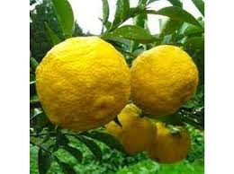 Citrus Junos ‘Dwarf’ (Yuzu) Grafted