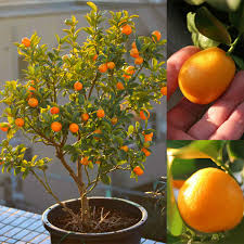 Citrus Japonica ‘Meiwa’ (Kumquat)