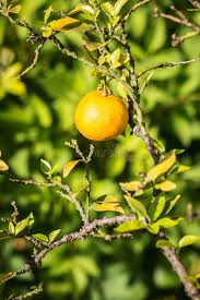Citrus Bergamia (Orange Bergamot)