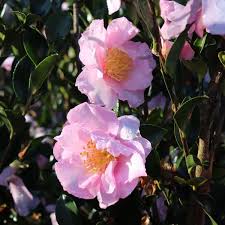 Camellia Sasanqua ‘Edna Butler’ (Sasanqua Camellia)