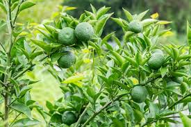 Citrus Sudachi (Japanese Lemon)